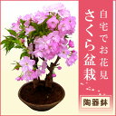 開花直前！自宅でお花見桜盆栽♪自宅でお花見ができるサクラの盆栽仕立てです。 お庭のない方も毎年楽しめます。桜盆栽