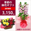 選べる2種！季節の鉢花ギフト関東一部地域除く季節を感じる旬の鉢花をお届けいたします！