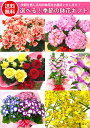 季節の鉢花のギフト花　送料無料！季節を感じる旬の鉢花をお届けいたします！ 