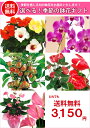 【あす楽対応】季節の鉢花ギフト【楽ギフ_包装】【送料無料】