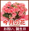 送料無料フラワーギフト季節の鉢花ギフト
