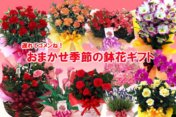 遅れてゴメンネ●おまかせ季節の鉢花ギフト花　送料無料！季節を感じる旬の鉢花をお届けいたします！ 