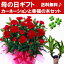 【母の日】赤カーネーション鉢植えと幸福の木のセット