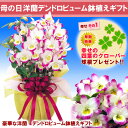 母の日プレゼント●豪華洋蘭デンドロビウム鉢植えギフト母の日　お花のプレゼント　送料無料　フラワーギフト2013　春色洋ラン