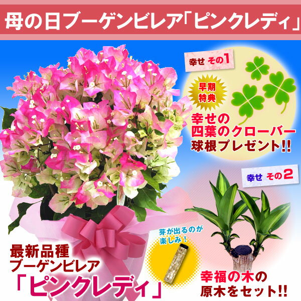 ブーゲンビレア「ピンクレディ」鉢植え母の日ギフトの新定番！ピンクの花を咲かせる最新品種！