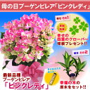 【母の日ギフト】ブーゲンビレア「ピンクレディ」鉢植え