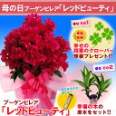 ブーゲンビレア「レッドビューティ」鉢植え南国フラワー！のムードが楽しめる♪鮮やかな花色がまぶしすぎるぜぃ