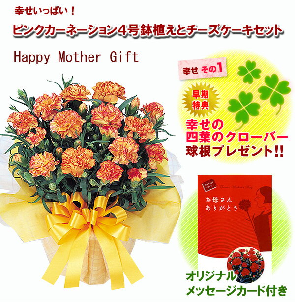 珍しい花色で人気上昇中【母の日】オレンジカーネーション鉢植えギフト