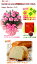 可愛い色が人気です【母の日】ピンクカーネーション4号鉢とチーズケーキセット