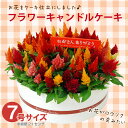 早得ポイント10倍フラワーキャンドルケーキ母の日　お花のプレゼント　今がお得！送料無料　フラワーギフト2014r　お花をケーキ仕立てにしました。セロシア特大　