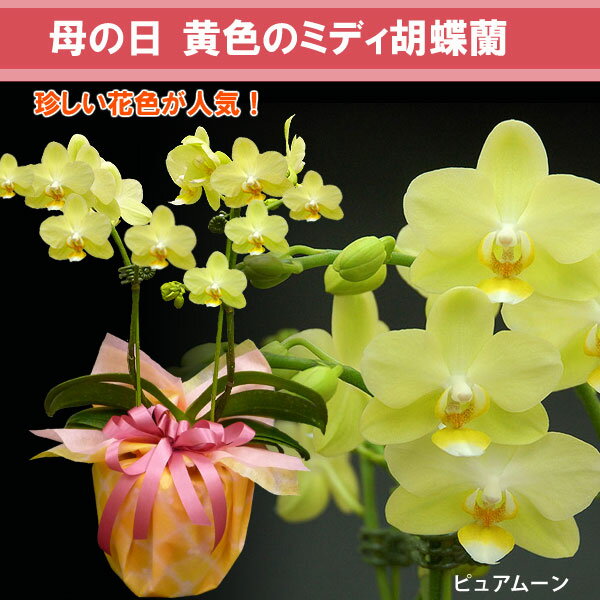 黄色系ミディ胡蝶蘭鉢植え母の日ギフトに幸せを呼ぶ胡蝶蘭♪