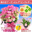 ブーゲンビレア「ピンクレディ」鉢植え母の日ギフト！新登場トロピカルな雰囲気満点！ピンクの花を咲かせる！