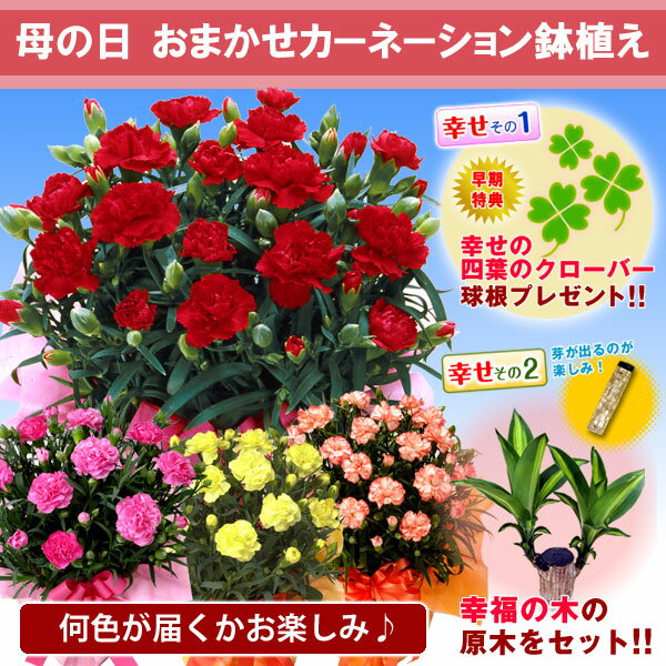 遅れてゴメンネ●花色おまかせカーネーション5号鉢植ギフト母の日のプレゼントはコレで決まり！