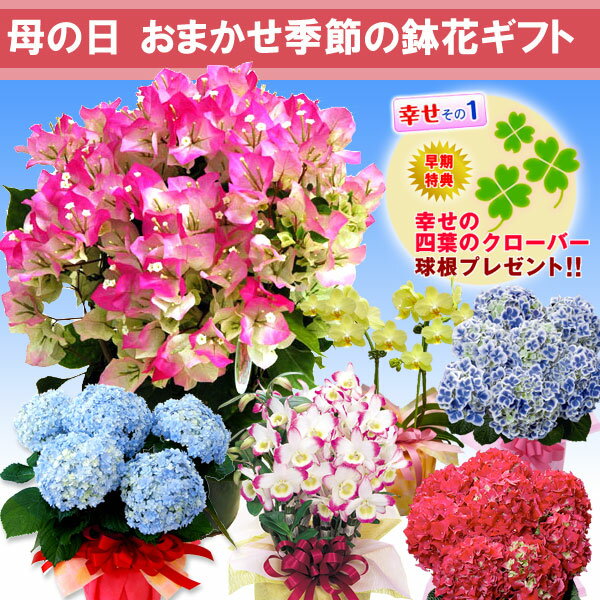 遅れてゴメンネ●おまかせ季節の鉢花ギフト花　送料無料！季節を感じる旬の鉢花をお届けいたします！ 