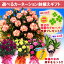 【送料無料】【母の日ギフト】花色選べる特選カーネーション5号鉢植ギフト