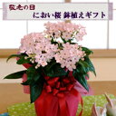 におい桜鉢植えギフトサクラのような花とモモのようなつぼみ、香りが楽しめる季節のお花