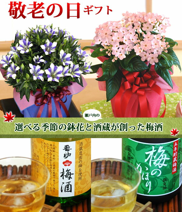 【敬老の日ギフト】選べる季節の鉢花(におい桜かリンドウ白寿)と選べる瀬戸内の梅酒セット 