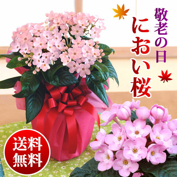 におい桜鉢植えギフト 早割20％OFF★敬老の日ギフトサクラのような花とモモのようなつぼみ、香りが楽しめる季節のお花