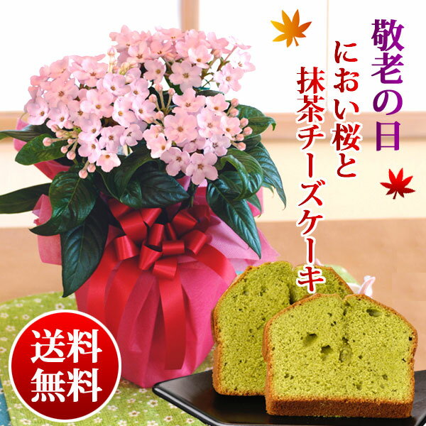 【敬老の日ギフト】におい桜鉢植え5号抹茶チーズケーキセット 