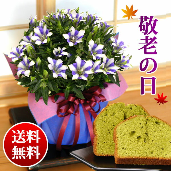 【敬老の日ギフト】リンドウ「白寿」鉢植え抹茶チーズケーキセット 【楽ギフ_包装】敬老を祝うのにピッタリな花リンドウの新品種『白寿』と おいしい抹茶チーズケーキのセット！ 【送料無料】