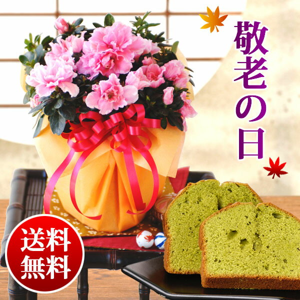 ポイント10倍アザレア鉢植えと抹茶ケーキセット 早割20％OFF★敬老の日ギフト敬老の日の贈り物に♪ツツジ科の植物で花色の鮮やかさが人気です。