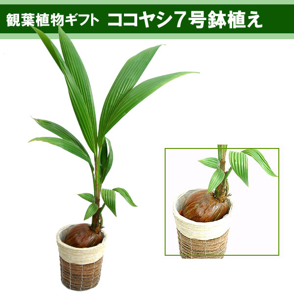 【観葉植物ギフト】ココヤシ 7号鉢 鉢カバー(ホワイトCW-1368)付き【送料無料】開業、開店祝いにおすすめ！【楽ギフ_メッセ入力】