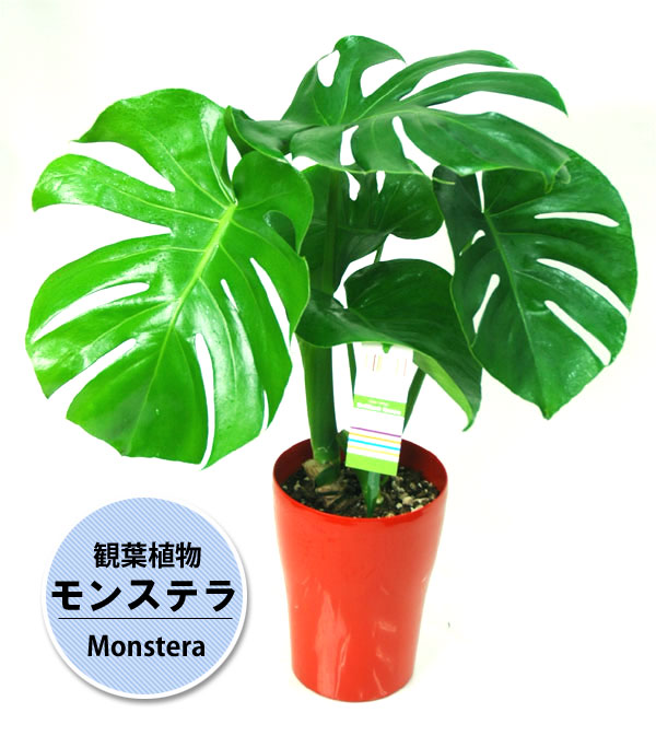 【観葉植物】モンステラ6号鉢植え