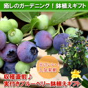 実付きブルーベリー鉢植えギフト(ne)目に良いと人気の家庭果樹です