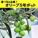 常緑果樹苗 選べる6品種!オリーブの苗木 5号ポット