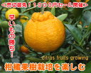 【訳あり】柑橘苗木【オール1000円セール】（カンキツ果樹苗）
