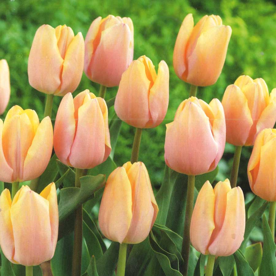 10{炨͂`[bvu}S[`[v5Zbg