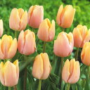 10月中旬からお届け★チューリップ球根「マンゴーチャーム」5球セット