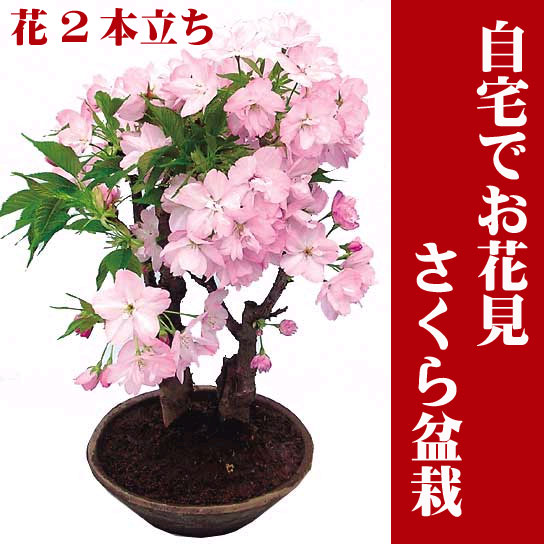 ●1月末よりお届け5号プラ鉢●自宅でお花見楽しめる桜盆栽♪自宅でお花見ができるサクラの盆栽仕立てです。お庭のない方も毎年楽しめます。さくら盆栽・桜盆栽