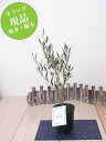 【現品】 オリーブの木 苗木 品種 ピクアル 鉢植え 庭木 5号鉢 販売 観葉植物 おしゃれな 樹木 洋風の家に合う ギフト プレゼント 対応可能