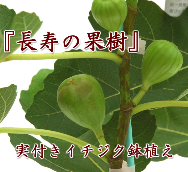 Ϥ⤮Ƥβ̼¤̣ȭ̼ۡڼդۥɡե...