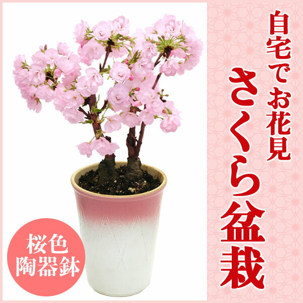 特上株さくら盆栽●桜色陶器鉢植え−桜盆栽！桜盆栽盆栽に挑戦！自宅でお花見ができる桜の盆栽仕立てです。毎年楽しめます。