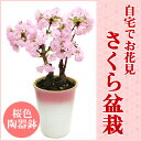 特上株さくら盆栽●桜色陶器鉢植え−桜盆栽★開花直前のため日付指定不可桜盆栽盆栽に挑戦！自宅でお花見ができる桜の盆栽仕立てです。毎年楽しめます。