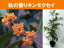 花終わり キンモクセイ苗木7号鉢植え（金木犀）