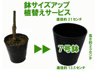 【7号鉢】に植えてお届け【鉢色おまかせ黒または白またはダークブラウン】【プラ製、容量約4リットル】（植替え）