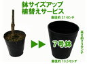 【7号鉢】に植えてお届け【鉢色おまかせ黒または白またはダークブラウン】【プラ製、容量約4リットル】（植替え）