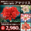 とっても豪華！八重咲きアマリリスポット植え 超お買い得な3鉢セットです！