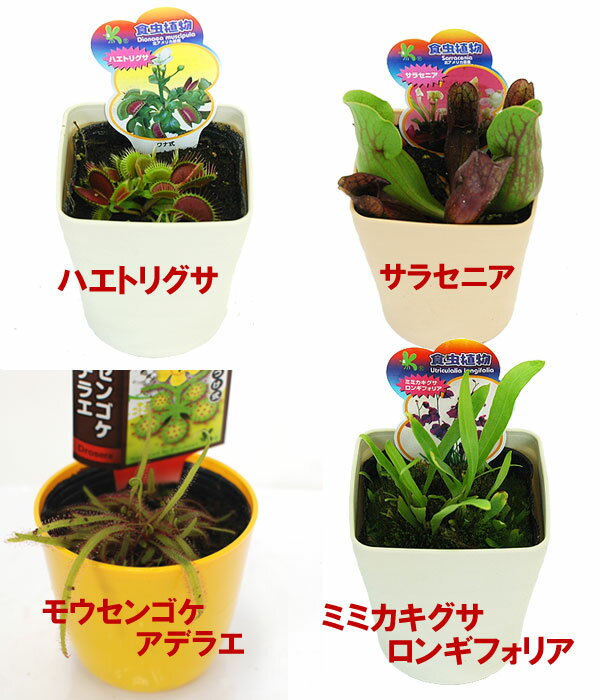 選べる8品種！不思議な食虫植物3号ポット苗虫を取る変わった植物