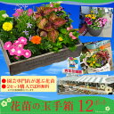 花苗!玉手箱!2セット注文で送料無料★園芸専門店が選ぶ季節のお花の苗!
