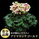 匠のシクラメン鉢植えギフトプリマドンナの最新品種のシクラメンです♪