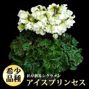 匠のシクラメン鉢植えギフト