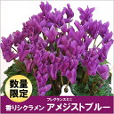 香りシクラメン！フレグランスミニ5号鉢植え！珍しい青紫系の香りシクラメン