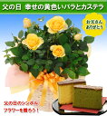幸せの黄色いバラ鉢植えとカステラセット父の日のシンボルフラワーを贈ろう！