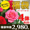 育ててみよう！フォーエバーローズバラの鉢植え花色おまかせ4鉢で！永遠のバラ！フォーエバーローズ！ミニバラの傑作シリーズです♪