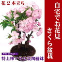 ●2月よりお届け【特上株7号陶器鉢】【さくら盆栽】自宅でお花見桜盆栽♪