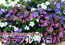 カラフルミックス！バコパ苗●1個で白、ラベンダー、ピンクの3色楽しめる　　株が広がり、小花をたくさん咲かせる草花苗。
